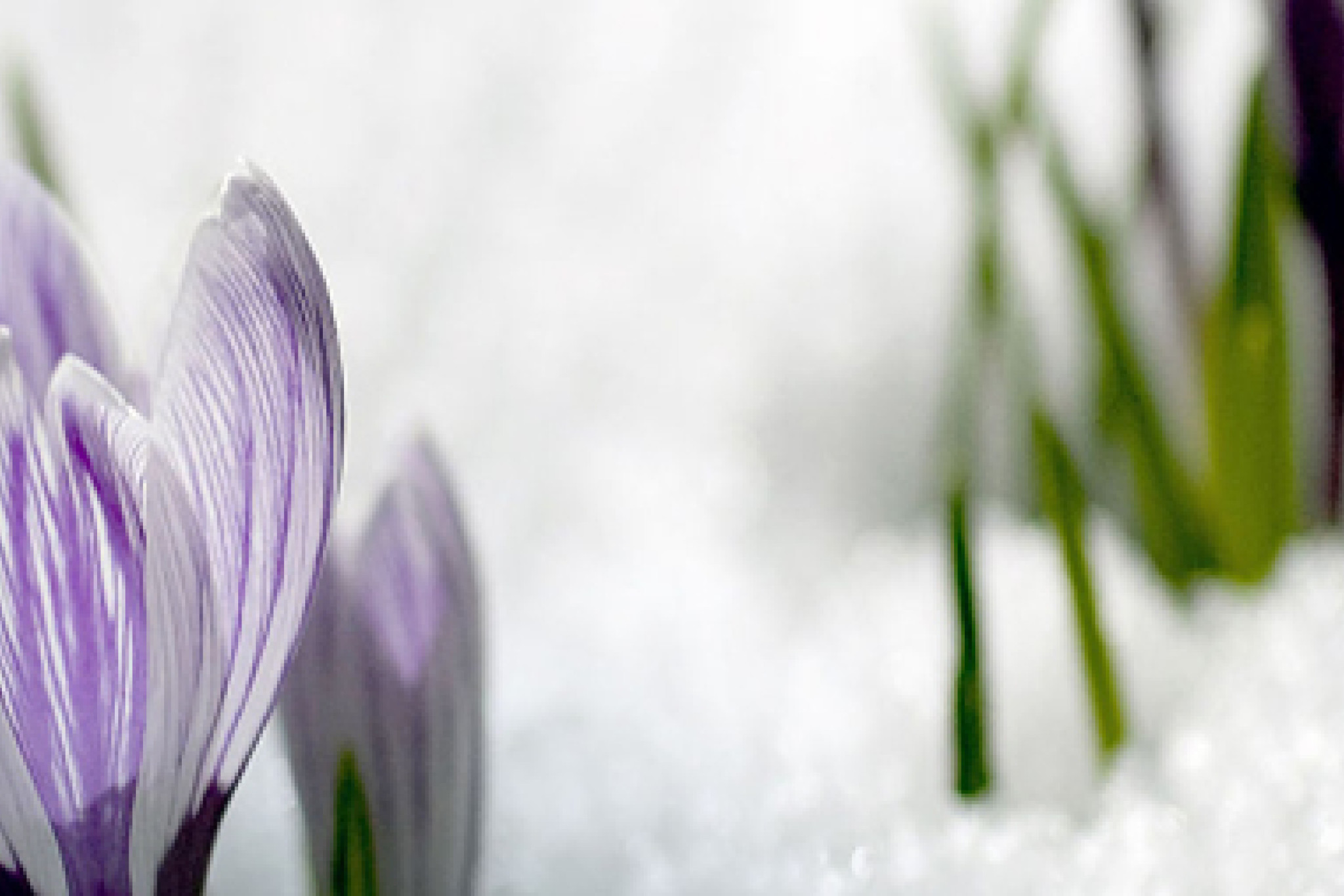 Classical Choice Coverausschnitt