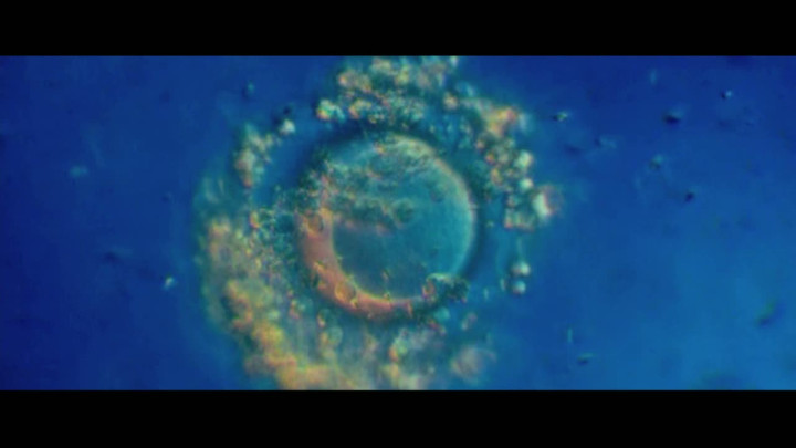 Embryo - Trailer zum Album