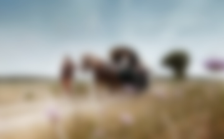 Fotos zu Folk Tunes