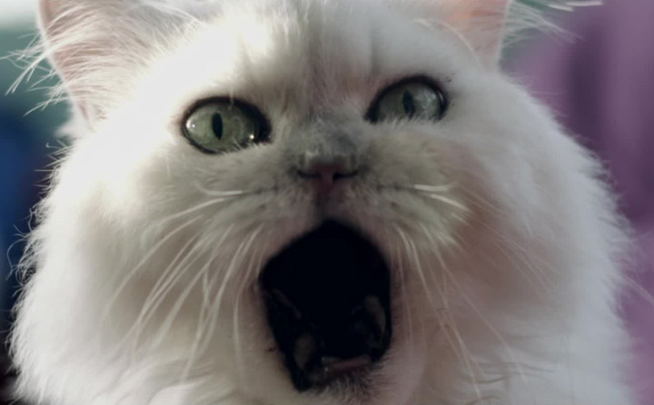 Roar Teaser #3 - From A Meow To A Roar