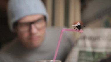 Die freche Fliege