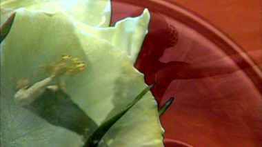 Eine weisse Rose