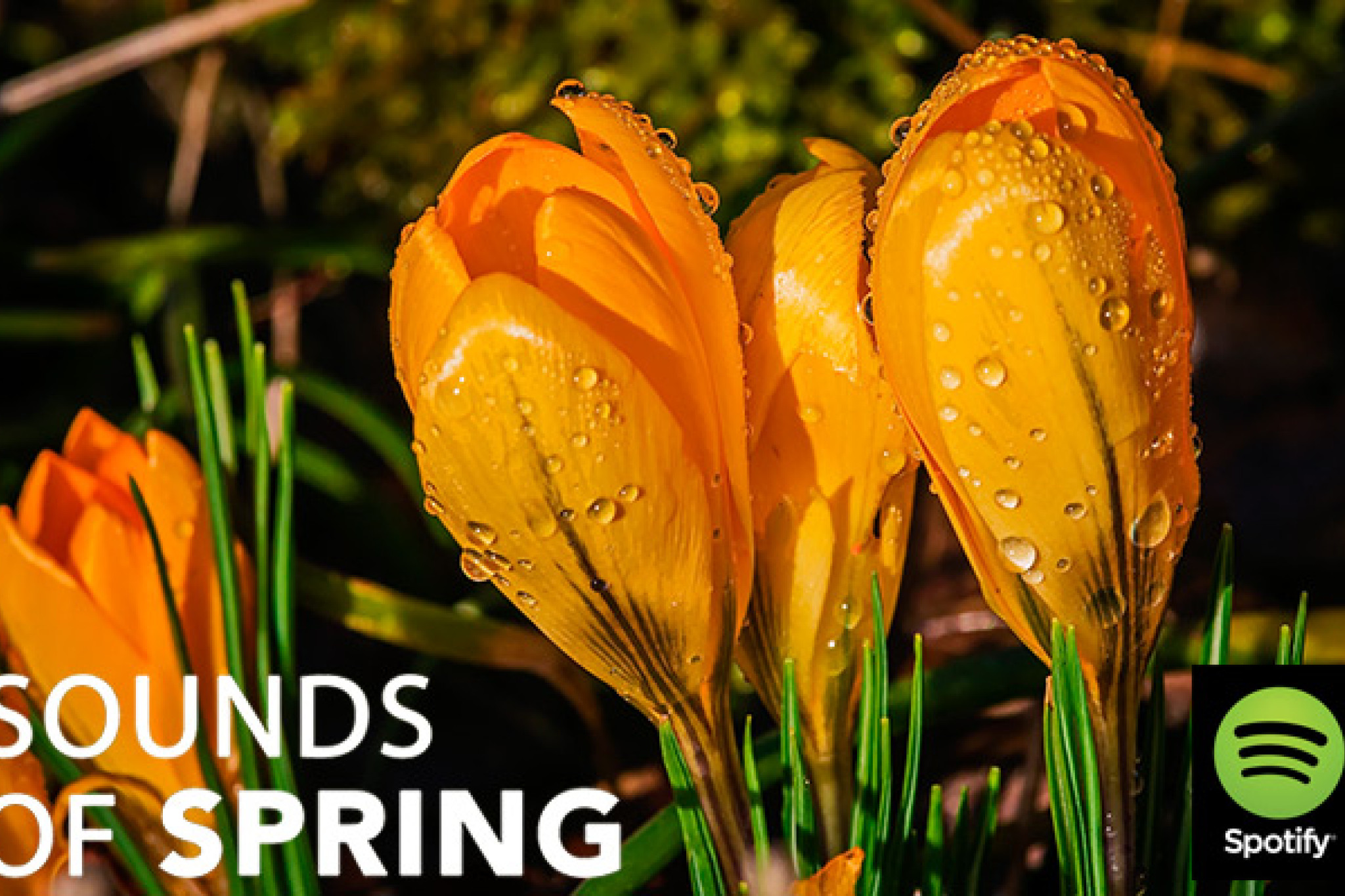 Sounds of Spring