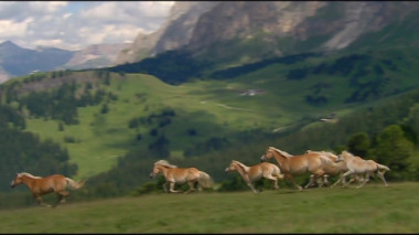 Eine Herde stolzer Pferde