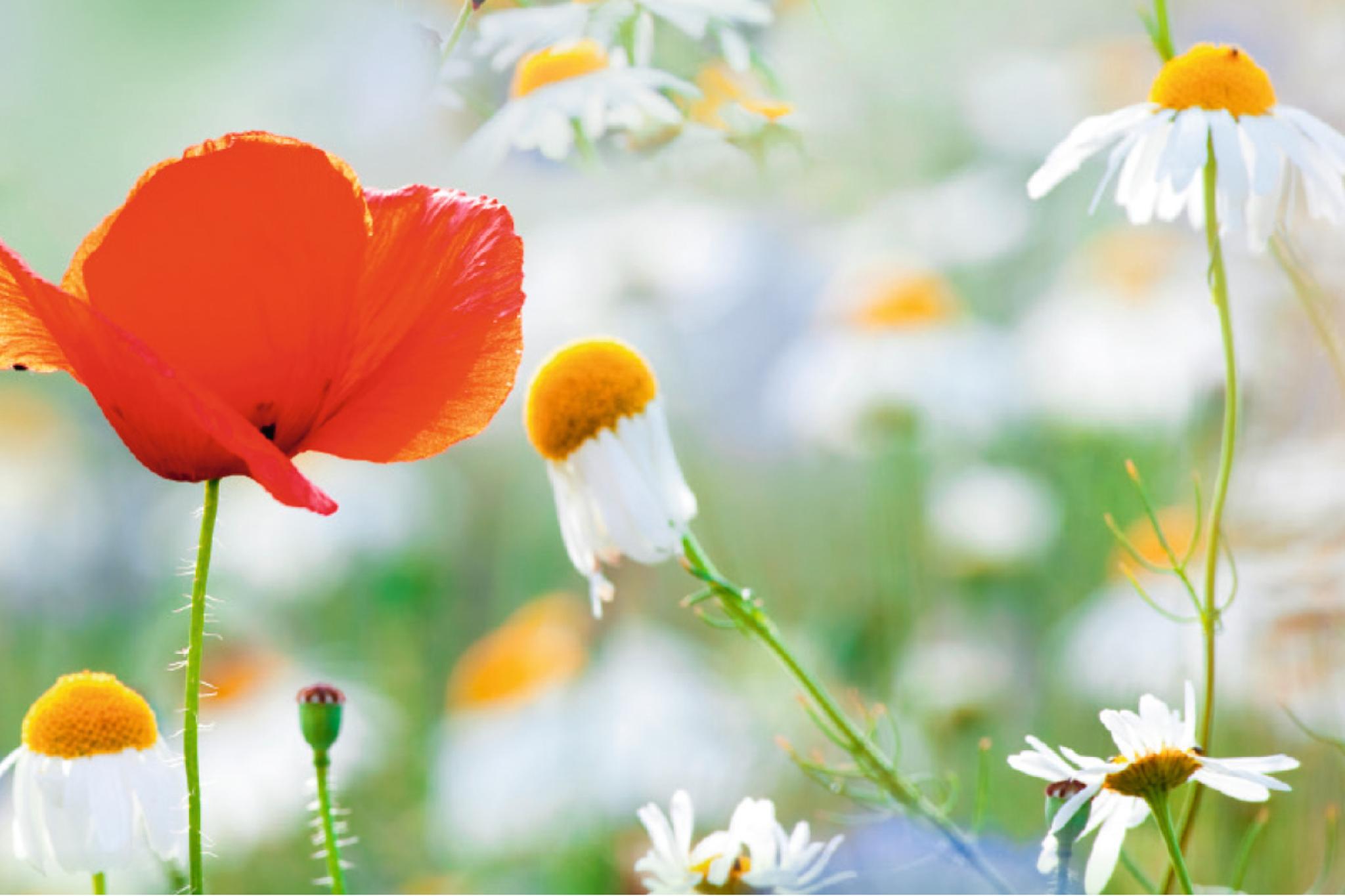 Mendelssohn: Lieder ohne Worte