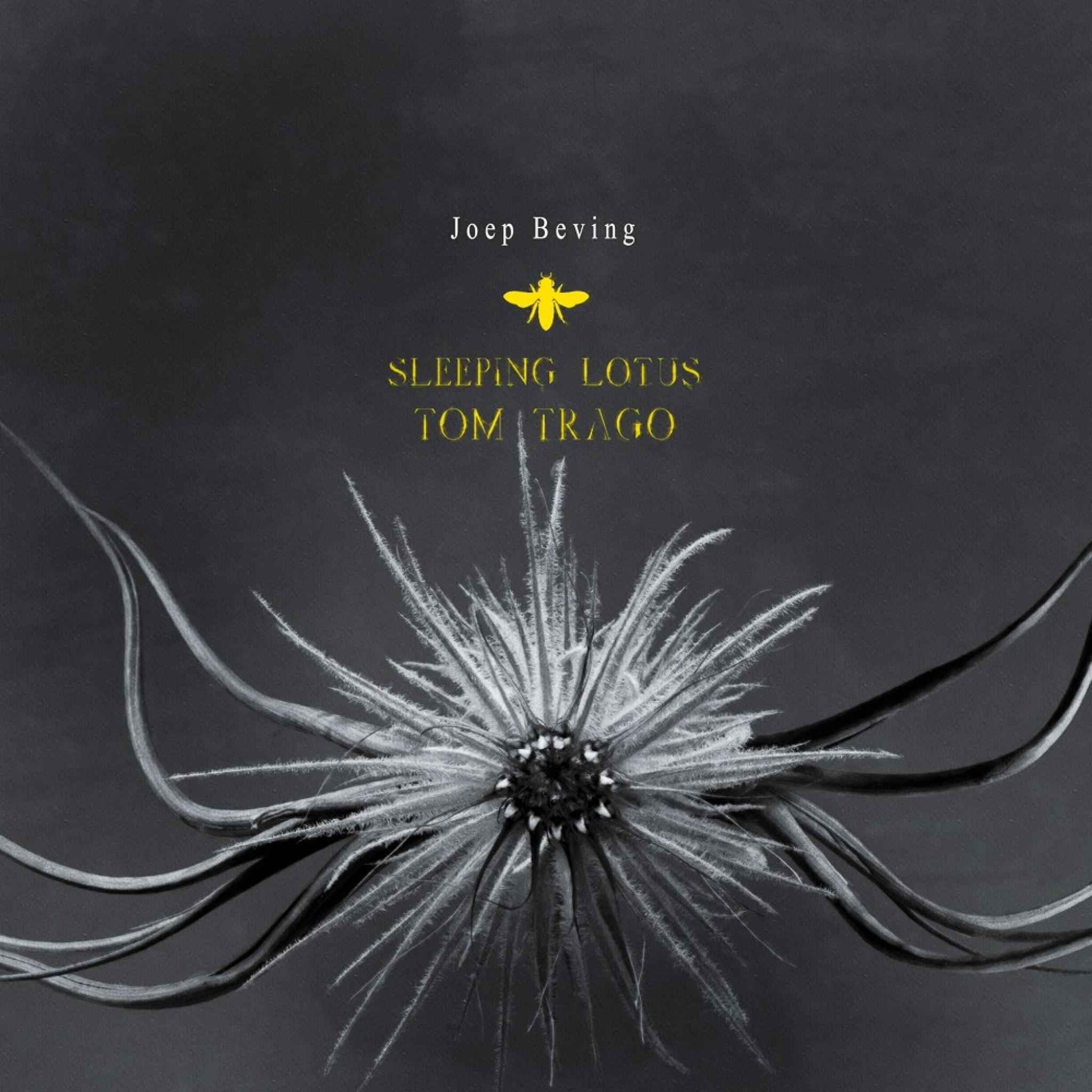 Sleeping Lotus