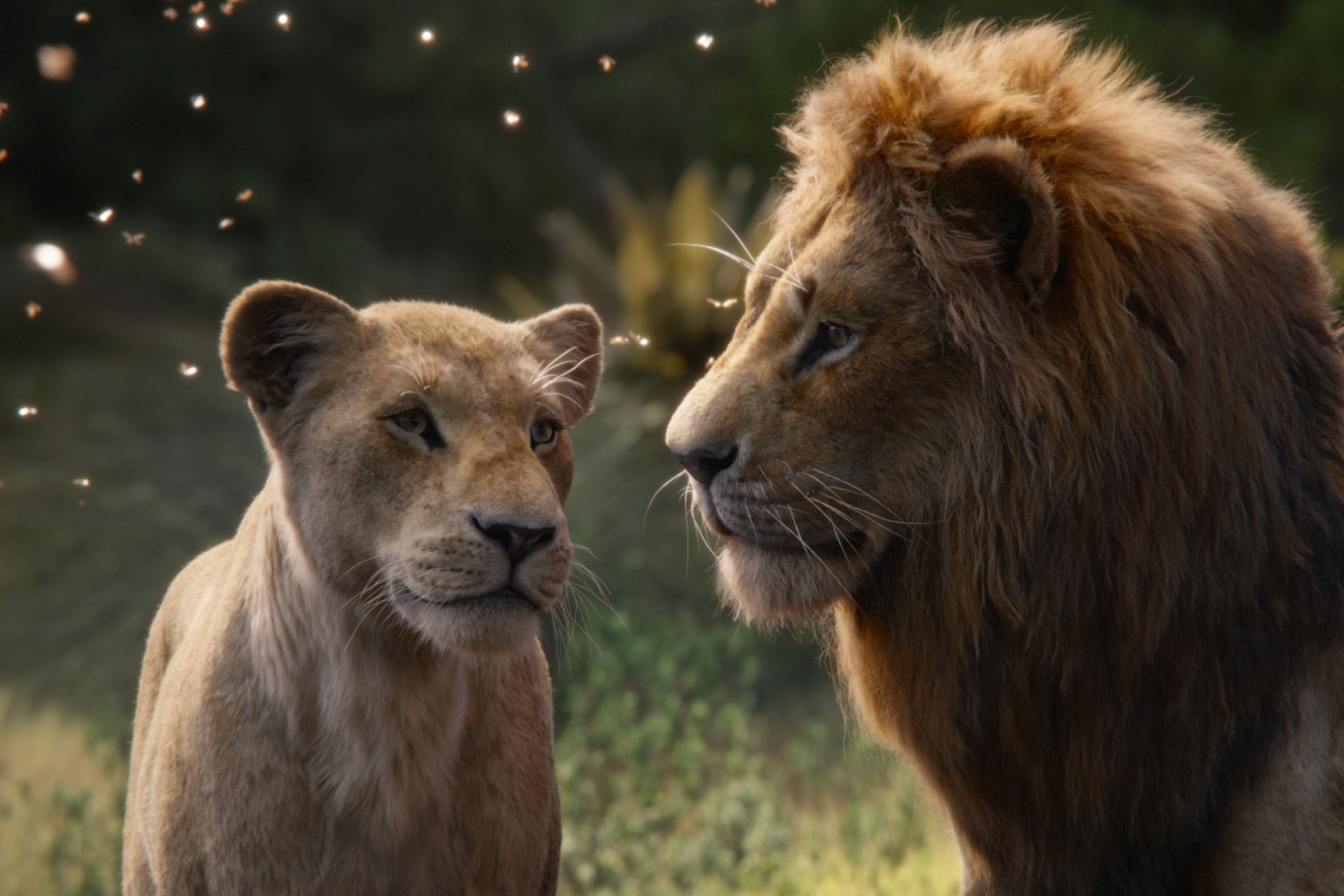 Der König der Löwen Newsbild Kinostart