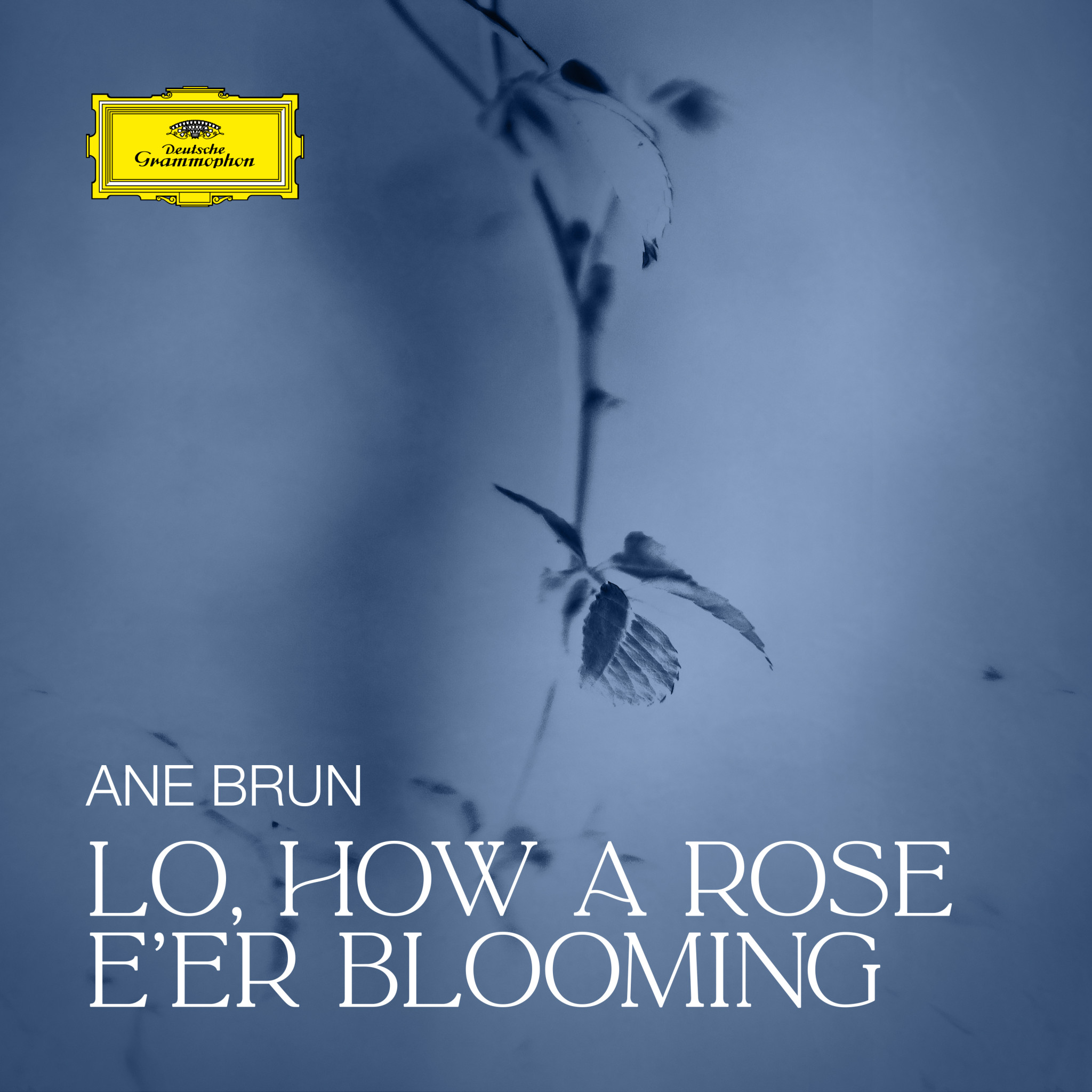 Ane Brun - Lo, How a Rose E'er Blooming Cover