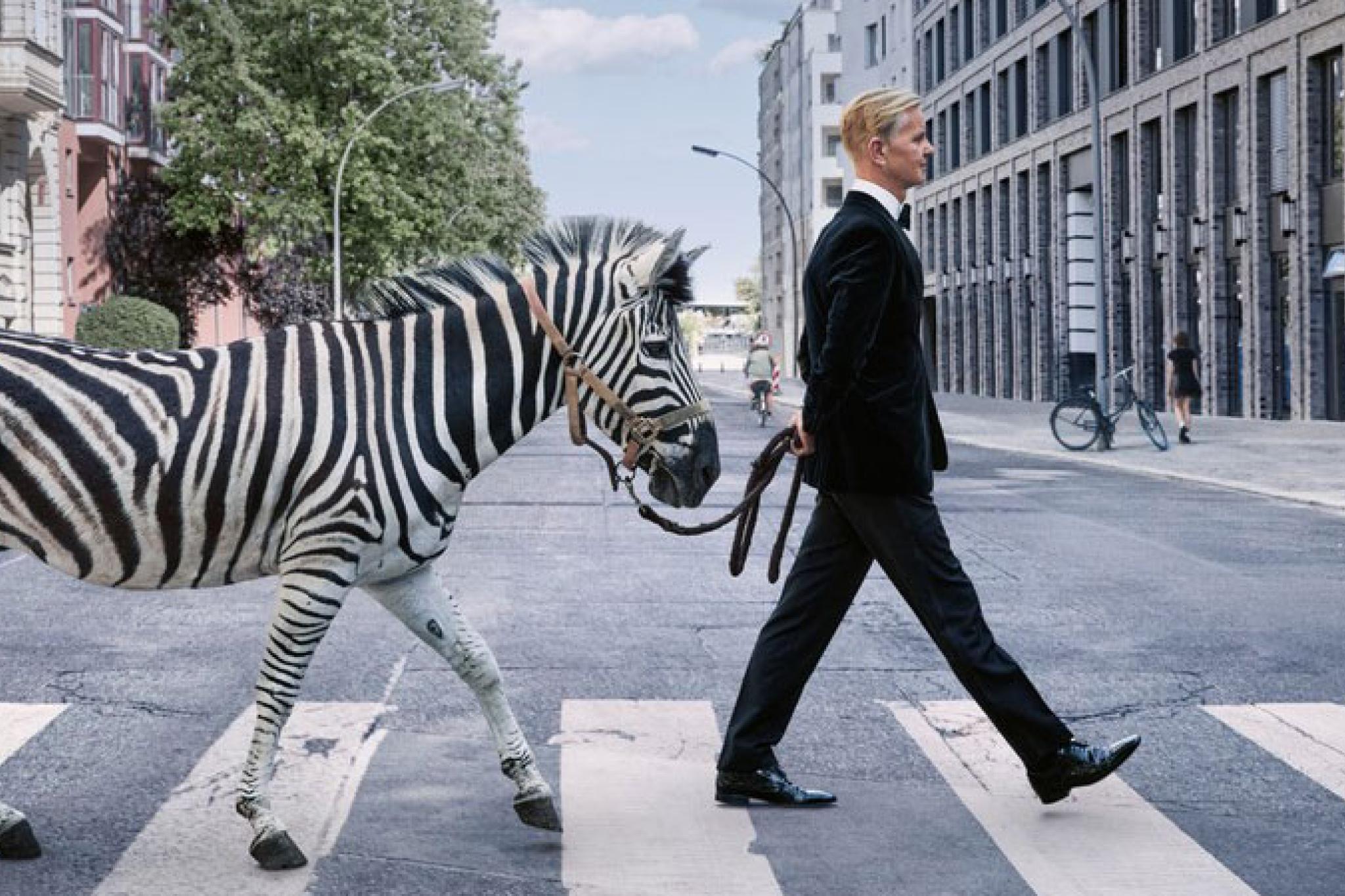 Raabe-Zebra1.jpg