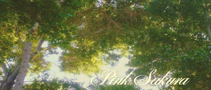 Pink Sakura