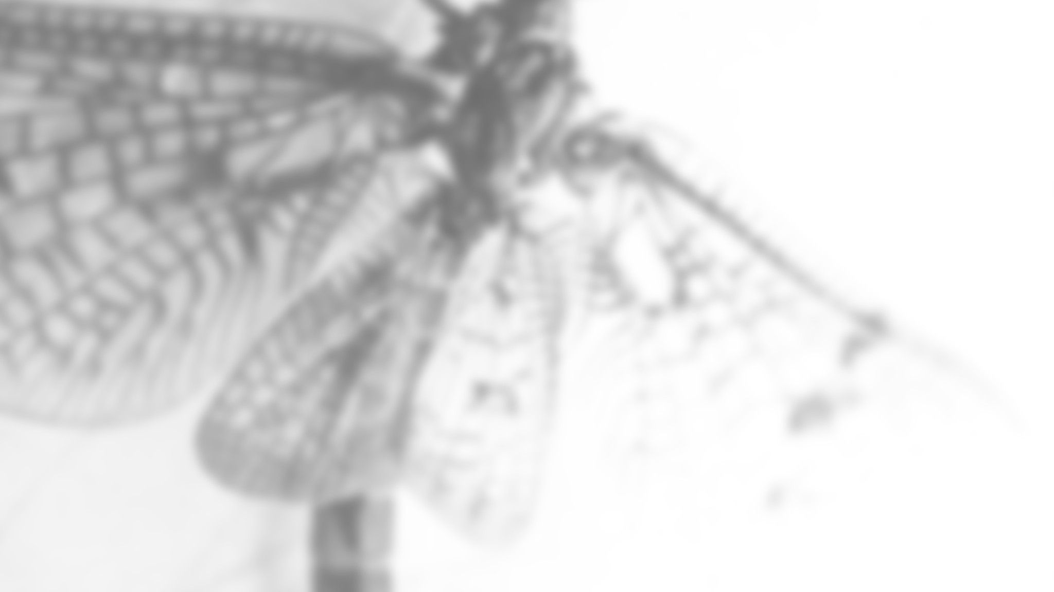 Roger Eno - Background