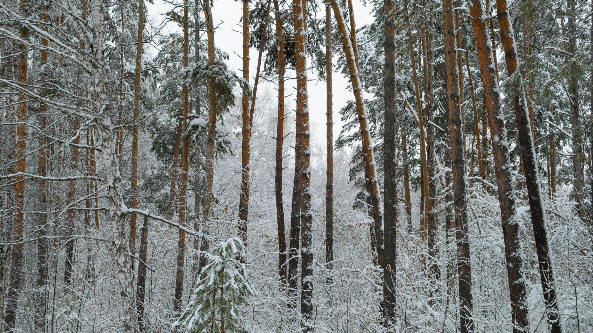 Re:Discover: Winter Special