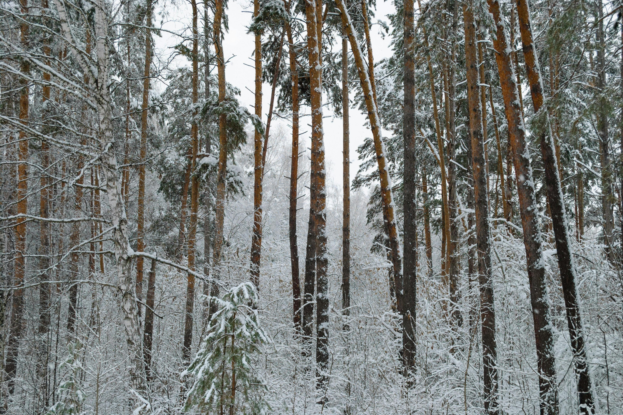 Re:Discover: Winter Special