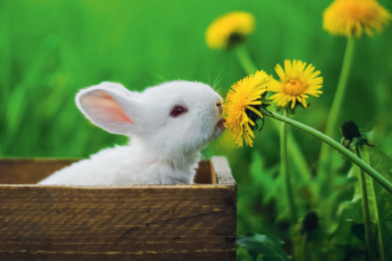 Frühling und Ostern mit Rolf Zuckowski - Kinderlieder