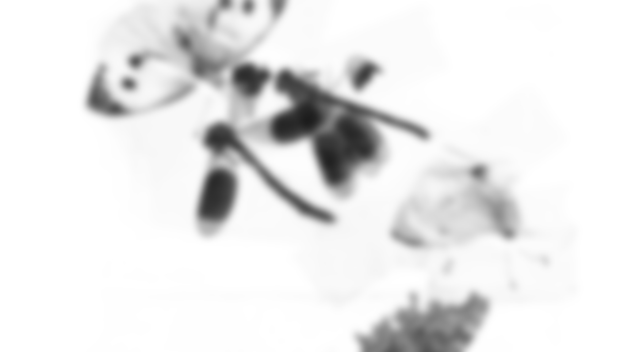 Without Wind, Without Air - Rarities Background