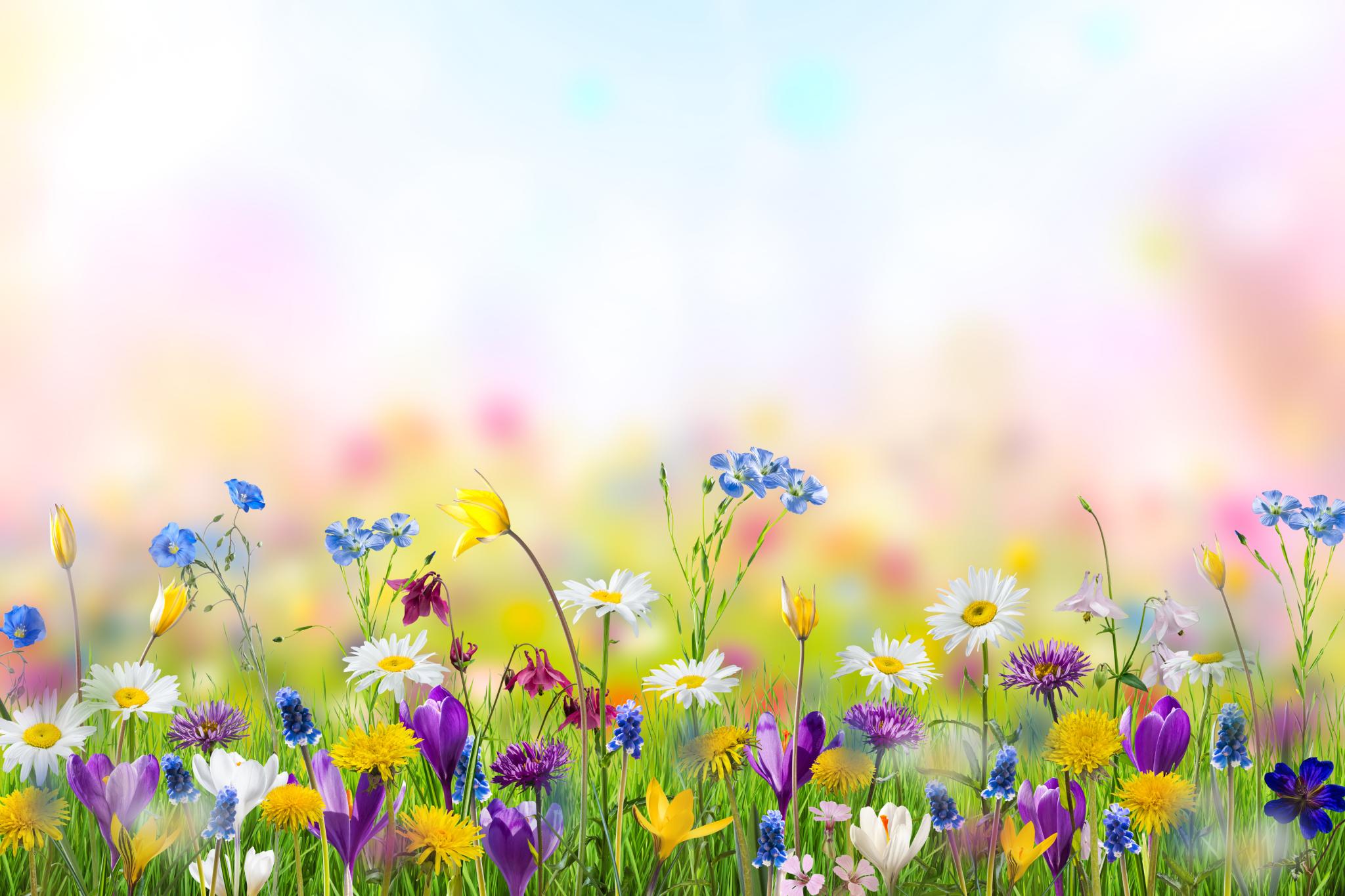 Frühling Content Collection